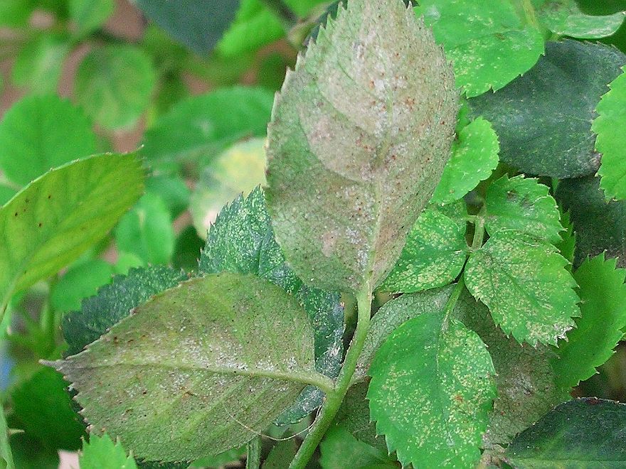 害蟲“抗藥”怎么辦？專家開出新處方