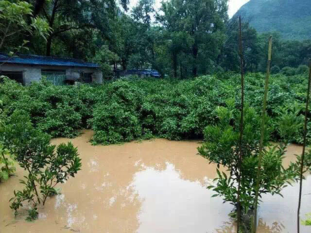 水災(zāi)后柑橘樹(shù)如何護(hù)理？